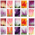 Tulip Blossoms 2023 - 5 Booklets / 100 Pcs