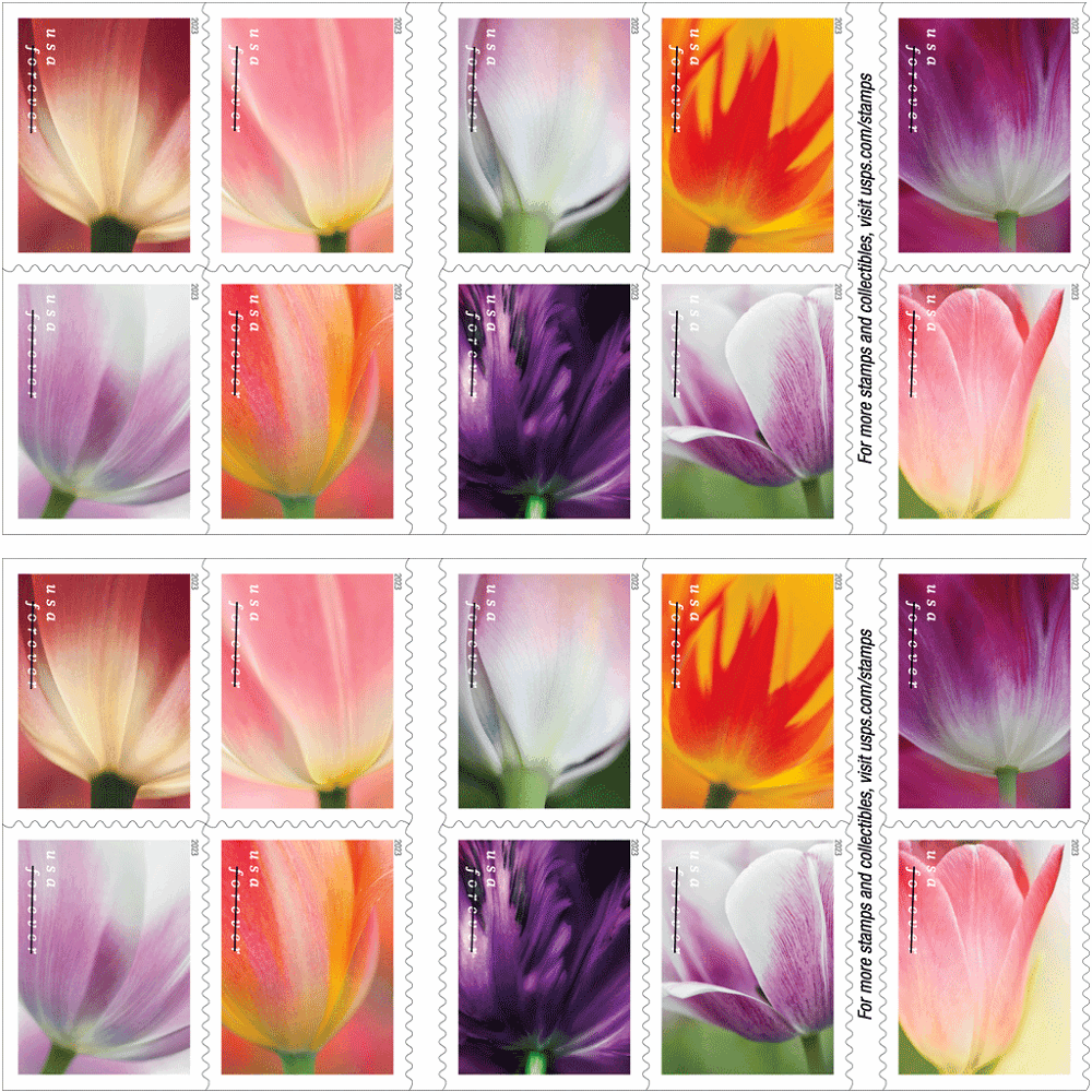 Tulip Blossoms 2023 - 5 Booklets / 100 Pcs