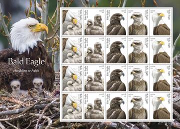 Bald Eagle: Hatchling to Adult