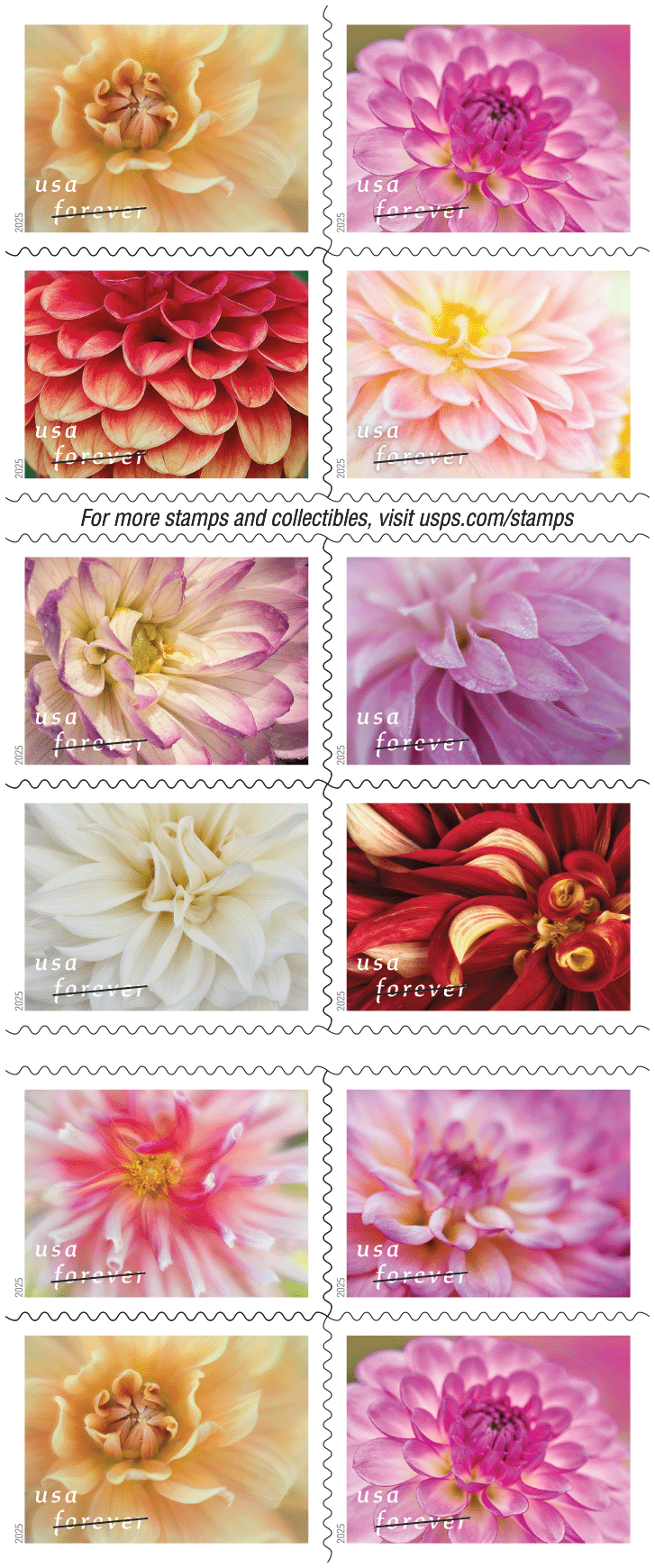 Dahlias 2025