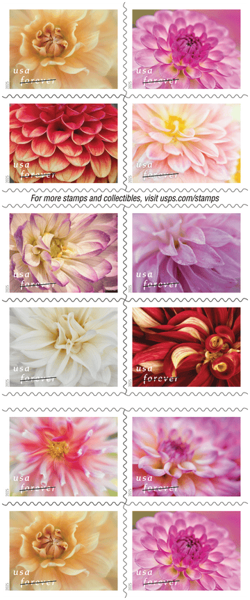 Dahlias 2025