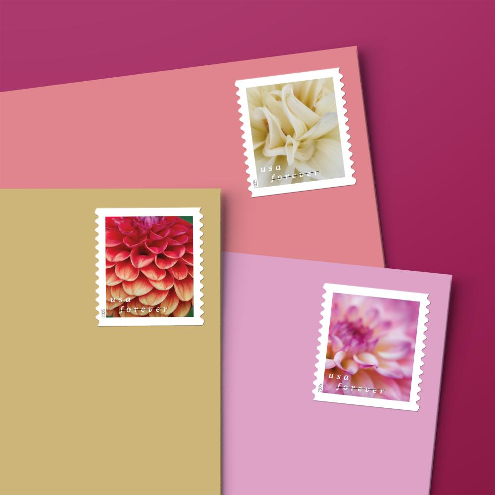 Dahlias 2025