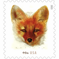 Red Fox 2023 - 5 Sheets / 100 Pcs