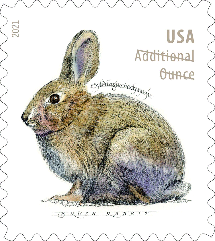 Brush Rabbit 2021 – USTAMPS