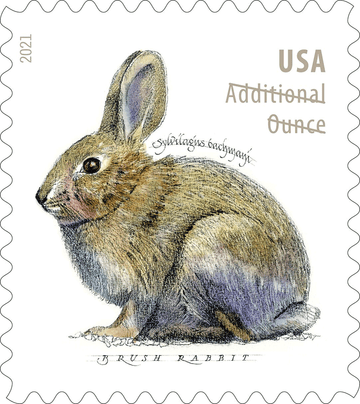 Brush Rabbit 2021