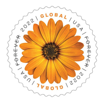 Global African Daisy 2022